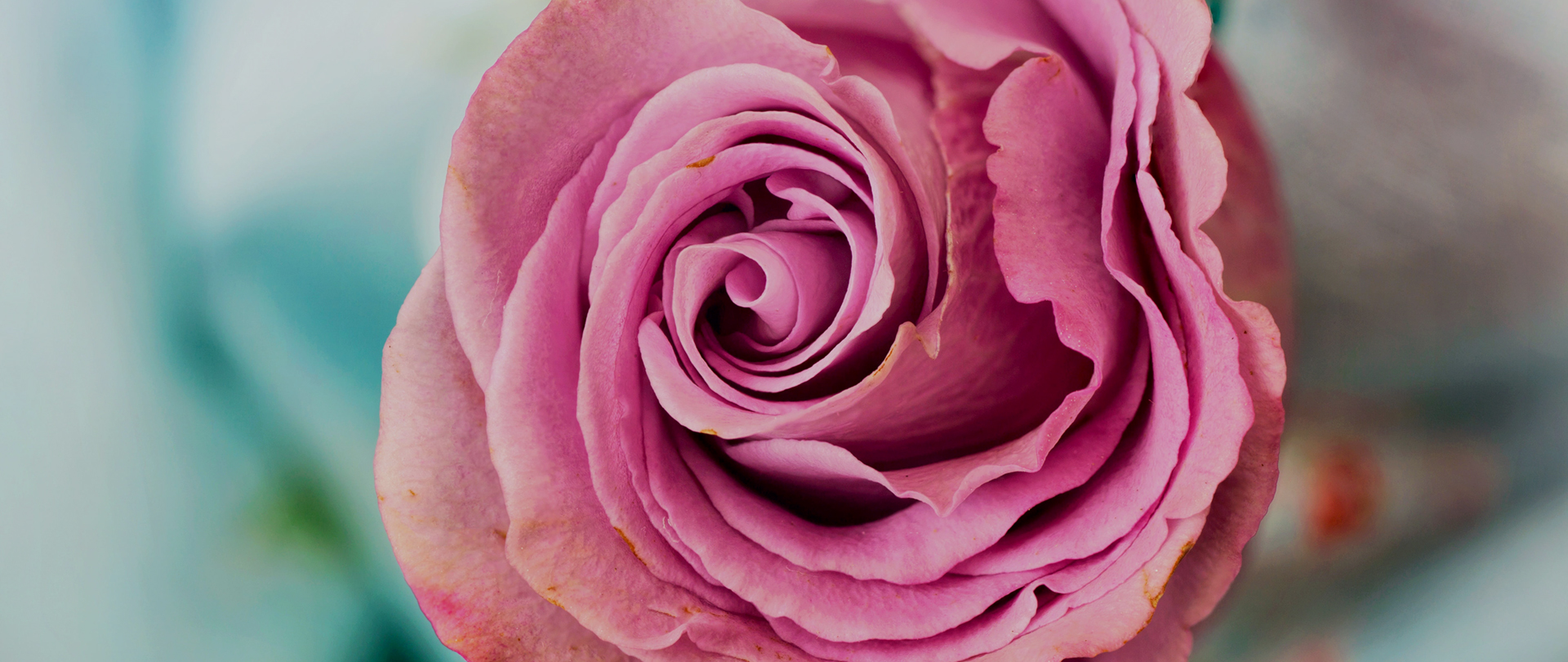 /media/aiaj4l0x/slider-bloemen-bestellen-bloem-en-geur-hoeven-02.jpg