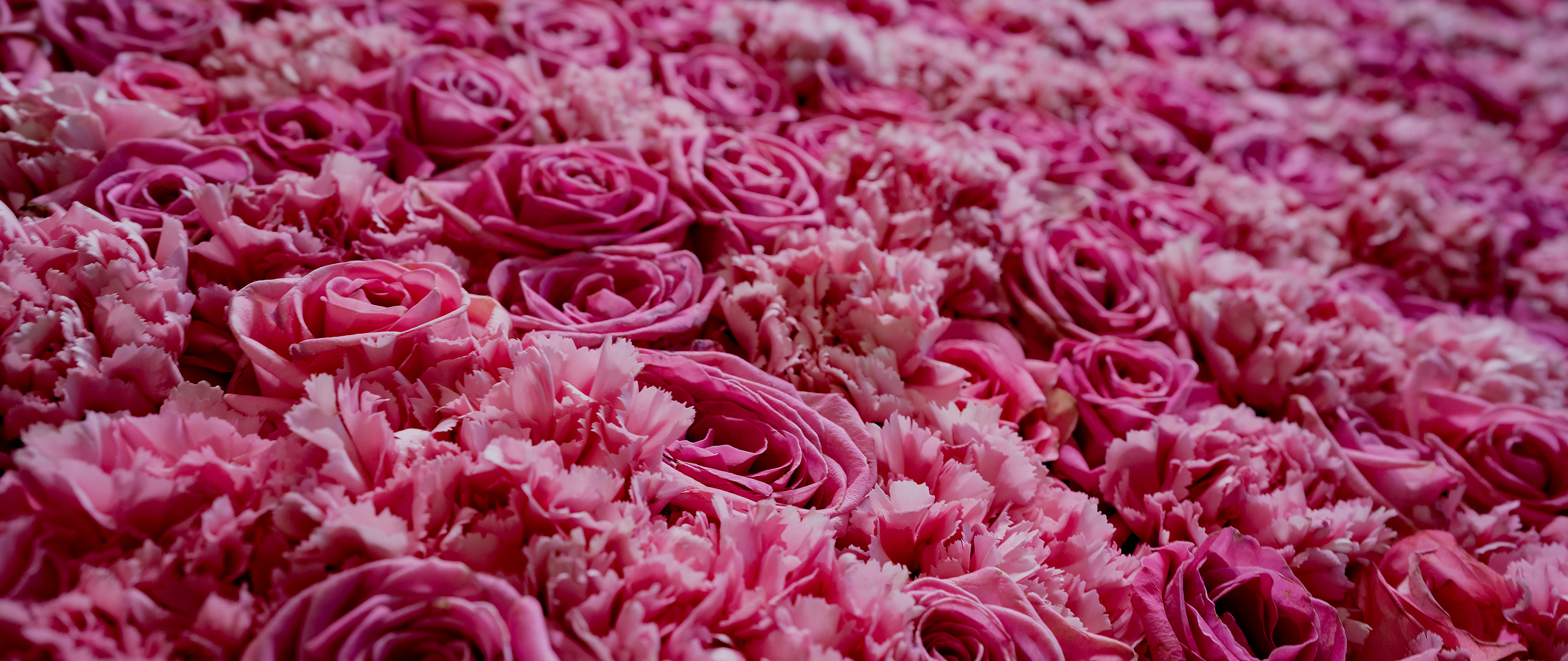 /media/ywoh1yts/slider-bloemen-bestellen-bloem-en-geur-hoeven-05.jpg